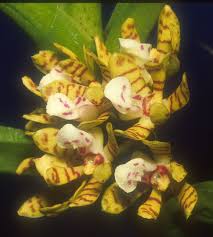 Image result for Eulophia stachyodes