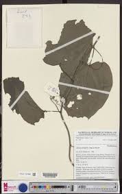 Image result for Adenia rumicifolia