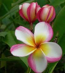 Pin On Plumeria