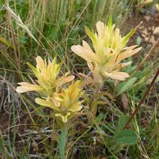 Image result for Buchnera leptostachya