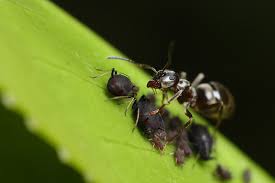Résultat de recherche d'images pour "ants and mealybugs"