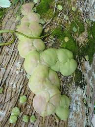 Pin On Exotic Plants Usually Tropical