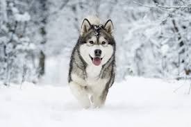The alaskan malmute dog actually dates back a very long time ago. Alaskan Malamute Dog Breed Information Characteristics Daily Paws