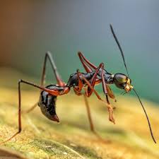 Image result for Gonatopus