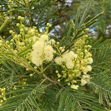 Image result for Acacia mearnsii