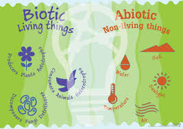 Abiotic And Biotic Factors In The Ocean Biotic And Abiotic Science Lessons Science Activities Teaching Science