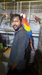 With a huge choice of birds that are suitable for keeping at home, choosing the right one can be the hardest part! Pet Shop Near Me For Birds Cheap Buy Online