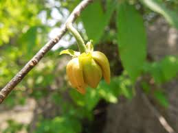 Image result for Huberantha