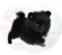 Pomeranian puppies for sale, pomeranian puppies are toy dogs with huge hearts. Black Pomeranian Puppies For Sale Near Me Petsidi