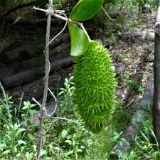 Image result for Bignonia callistegioides