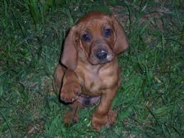 6 purebred bluetick coonhound puppies for sale ukc registered, sire and dam ukc registered. Redbone Coonhound Puppies In Kentucky