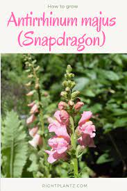How To Grow Snapdragons Snapdragon Flowers Azalea Flower Snapdragons