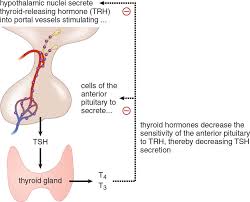 Endocrine Organs And Hormones The Endocrine System Mcat