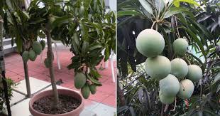 Tanam pokok buah dalam pasu. Tip Tanam Pokok Mangga Dalam Pasu Pilih Benih Ini Supaya Senang Berbuah Vanilla Kismis