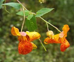 Image result for Impatiens psychadelphoides