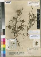 Image result for Blepharis involucrata