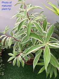 Variegated spiral ginger plant care. Variegated Spiral Ginger Costus Arabicus Variegatus Cute Plant For Your Home Office Great As Gifts Furniture Home Living Gardening Plants Seeds On Carousell