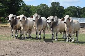 Brahman cattle (zebu) many domestic varieties of a species of ox native to india. J D Hudgins Inc