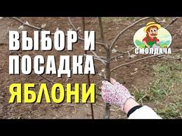 секрет раскрыт лучшее удобрение всех времен чай из травы Iz Dannoj Stati Vy Uznaete Kakimi Dostoinstvami Obladaet Yablonya Moskovskoe Zimnee Smozhete Uvidet Opisanie Foto Sorta Prochita Posadka Sadovodstvo Rasteniya