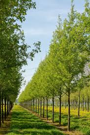 Ginkgo acts as a monoamine oxidase inhibitor (maoi) which researchers in germany set out to study the effects of ginkgo biloba in healthy adults. Ginkgo Ginkgo Biloba L In Hindi India Seedstore