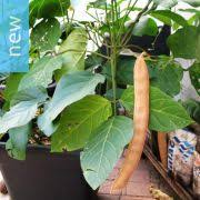 Image result for Canavalia gladiata