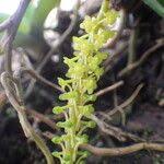 Image result for Diaphananthe