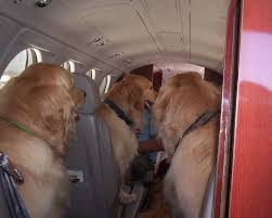 Check spelling or type a new query. Top 10 Tips When Flying With Your Pets