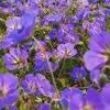 At our annual spring board meeting, the directors mix native perennials with shrubs or trees. Https Encrypted Tbn0 Gstatic Com Images Q Tbn And9gctrmulopernl66qlbee2rdwgxtvtzjgf Rfwyvcvja Usqp Cau