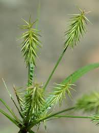 Image result for Cyperus rigidifolius
