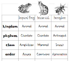 Animal Classification Charts Skip The School
