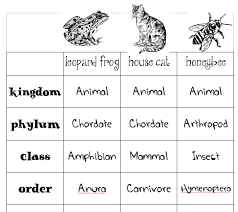 animal classification charts skip the school