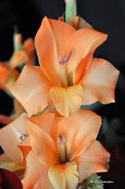 Orange Gladiolas By Teresa Blanton Gladiolus Flower Pretty Flowers Beautiful Flowers