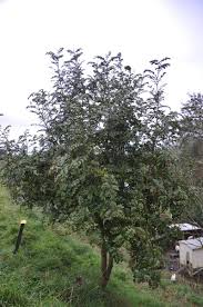 Image result for Sporobolus myrianthus