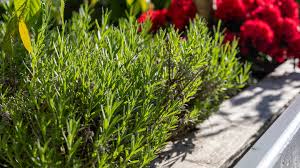 Image result for rosemary pruning