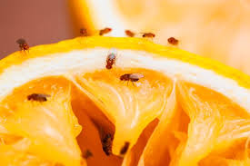 How To Get Rid Of Fruit Flies Why They Re Invading Your Home And Treatments Including Traps Mirror Online
