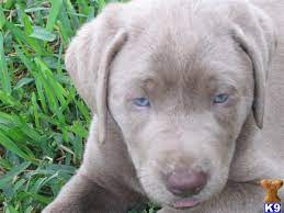 You can text me at 9894293806 for more info. Labrador Retriever Puppy For Sale Akc Silver Lab Pups 4 Years Old