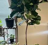 Fiddle-leaf fig care and growth tips