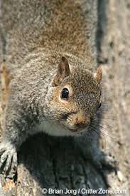 Hanig had another proposed state symbol meet the same fate. Gray Squirrel State Symbols Usa