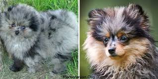 Teacup pomeranians with teddy bear faces, the very rare and beautiful blue merle teacup pomeranians. The Complete List Of Pomeranian Colors Photos And Full Details