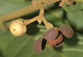 Image result for Uvaria