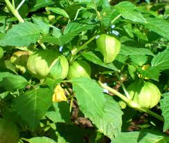 Image result for Physalis peruviana