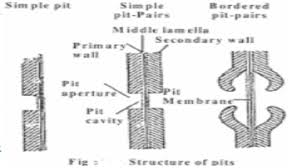 But plasmodesmata provide plants with a unique means of intercellular communication whereby each plant cell has the ability to form direct conduits the holy grail in current plasmodesmata research is to elucidate the intricate mechanisms whereby plasmodesmata function to modify their transport. Plasmodesmata Pits And Functions Of Cell Wall