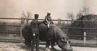 Black And Wtf Animals Hippopotamus Zoo Photos
