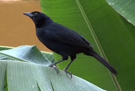 Black Bird With Orange Belly Melodious Blackbird Dives Dives Black Bird Wild Birds Bird Life List