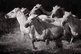 However, not every shot or technique will work well in black and white. Nature Photography In Black And White Nature Photo