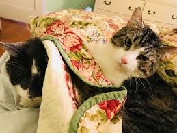 Woman Spends 19 000 On Kidney Transplant For 17 Year Old Cat Adopts Donor Feline People Old Cats Cat Kidney Kidney Transplant