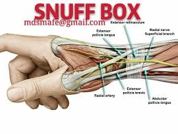 What it is where it is, and notes on the ulna and. Mdsmafe Styloid Thumb Just Distal To The Blank Facebook