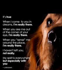 Pet loss poem i'll meet you in the light written by maureen bauer. Touching Pet Loss Poems Petscare