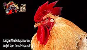 Download now bold modern fitness logo design for fitness fix by ayam. 33 Ide Sabung Ayam Online Ayam Ayam Jantan Ayam Thailand