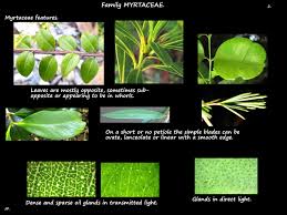 Image result for Myrtaceae